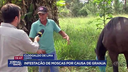 Vizinhos de granja sofrem com infestação de moscas