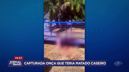 Onça que teria matado caseiro é capturada