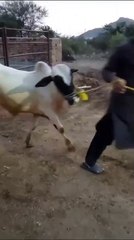 Panda Spotted Bull for Qurbani in Islamabad
