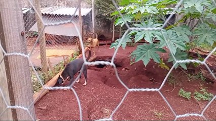 ONG de defesa animal enfrenta dívida de R$ 100 mil e organiza bazar para arrecadar fundos