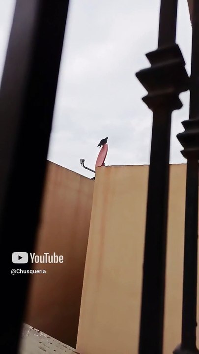 🕊️ Palomas y pajaritos toman el techo del vecino 🏠 ¡Una escena mágica desde las alturas! ✨ #Shorts