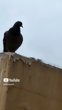 🏡🕊️ ¡El techo del vecino se llenó de vida! Palomas, pichones y aves silvestres 🐤✨ #Shorts