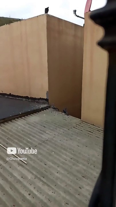 🕊️ ¡Invasión de ternura! Palomas y pichones toman el techo del vecino 🏠🐦 #Shorts