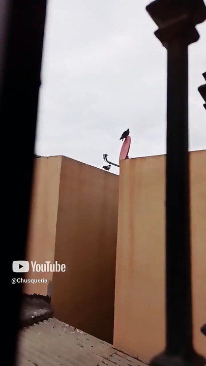 ✨ Bandada de palomas y aves visita el techo del vecino 🏠 ¡Un regalo del cielo! 🕊️ #Shorts