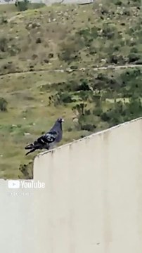 🐦 Fiesta alada sobre el techo 🎉 Palomas, pichones y trinos llenan el aire 🕊️💃 #Shorts