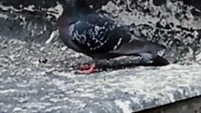 🐤 Invasión pacífica_ pichones y palomas toman el techo del vecino 🏠🌿 ¡Qué ternura! #Shorts