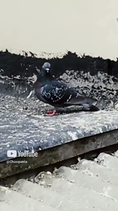 🐤 Invasión pacífica_ pichones y palomas toman el techo del vecino 🏠🌿 ¡Qué ternura! #Shorts