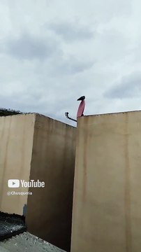 Aves sobre el tejado 🏠 Palomas y pichones llegan como visitantes del cielo 🕊️✨ #Shorts