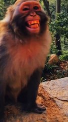 King Kong's Hilarious Laughter Moment 😂