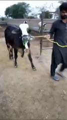Black Panda Bull for Sale in Islamabad