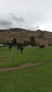 The Beauty and Strength of Majestic Horses! 🐎✨ | #Horses #MajesticHorses #HorsePower #EquestrianLife #HorseLovers #GracefulHorses #BeautifulHorses #AnimalBeauty #EquestrianSports #HorseRiding