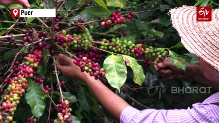 Chinese Tea Hub Branches Into Coffee As Tastes Change