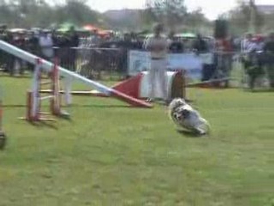 BAXTER maugio FAR 03-05-08 agility