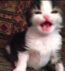 Warning jump scare loud noise #jumpscare #horror Viral video