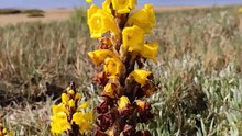 Cistanche Tubulosa on the beach at Isla Cristina. 🌼