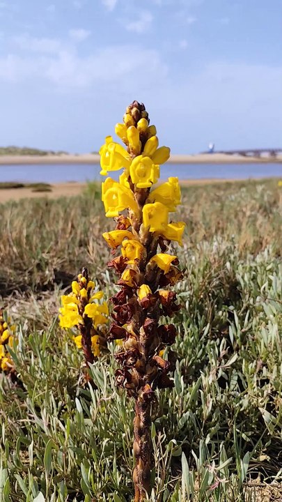 Cistanche Tubulosa on the beach at Isla Cristina. 🌼