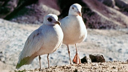 Jonathan Livingstone le goéland