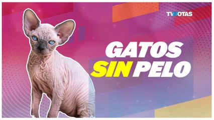 Conoce las razas de gatos sin pelo y los cuidados que necesitan para tener una piel sana.