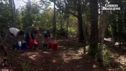 Ibama Releases Parrots into the Wild in Chapada Imperial 🦜