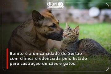Bonito é a única cidade do Sertão com clínica credenciada pelo Estado para castração de cães e gatos