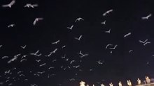 Palomas blancas sobre San Pedro: un vuelo simbólico conmueve al Vaticano