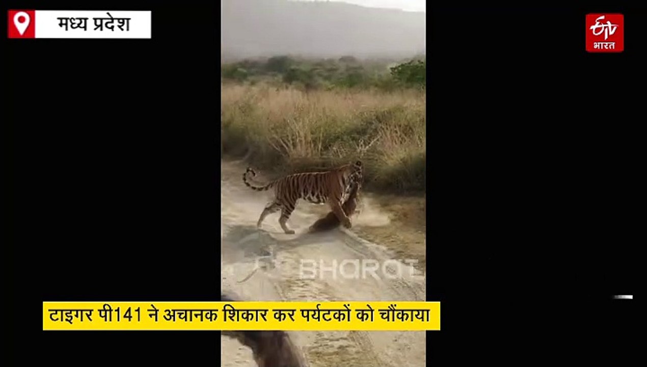पन्ना टाइगर रिजर्व में बाघ पी 141 ने पर्यटकों को चौंकाया, अचानक किया चीतल का शिकार