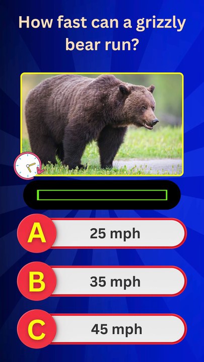 Bear Quiz Challenge 🐻 | Can You Answer These 4 Wild Bear Questions?