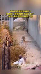 Very rare scene, the cat quietly approached the pigeon, grabbed it and ate it