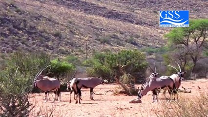 STRUGLE FOR SURVIVAL