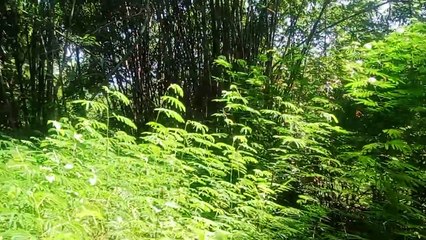 suasana di makam mbah bergas bululawang