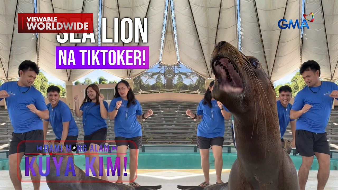 Sea lion, viral sa kanyang paggiling at tricks! | Dami Mong Alam, Kuya Kim!