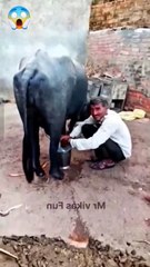 Just For Laughs Gags – Features prank videos and f