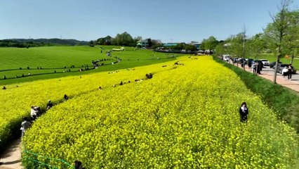 K-드라마 속 그곳...'고창 청보리밭 축제' 인기 / YTN