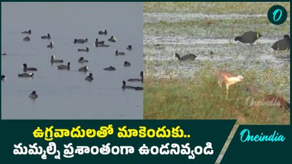 Pahalgam Attack  - భారత్ కు వచ్చిన అరుదైన అతిథిలు | Australian Coot | Oneindia Telugu