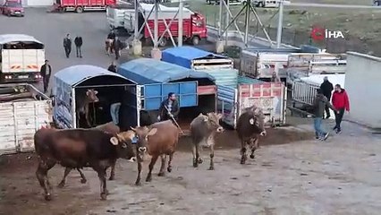 Kurban Bayramı öncesi hayvan pazarlarında hareketlilik başladı