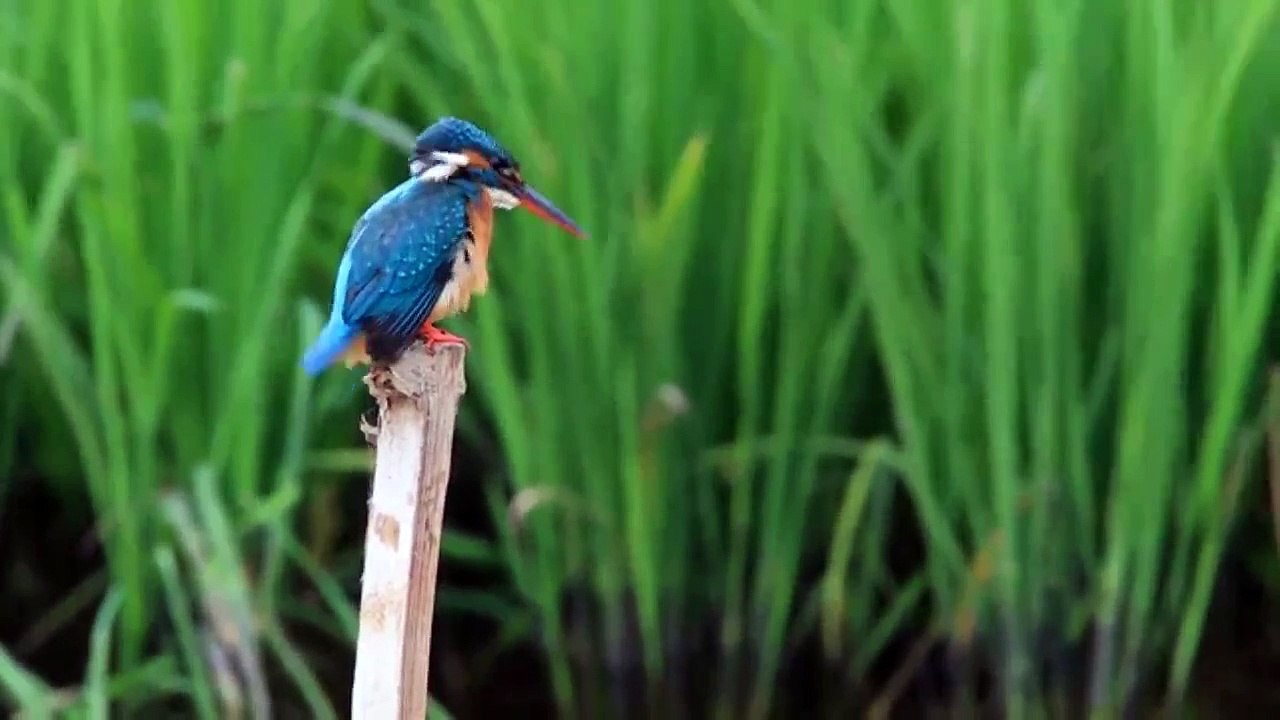 Cute Blue Bird