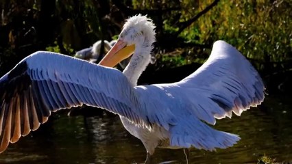 Fascinating Pelikan🦩