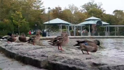 Diving Race of Ducks