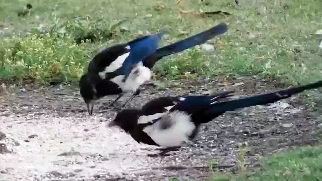 Beautiful Birds Lunch Time