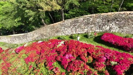 청보리밭에서 철쭉까지...고창 '봄 풍경' 절정 / YTN