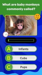 Baby Monkeys Quiz: 4 Amazing Questions to Test Your Animal Knowledge! 🐒