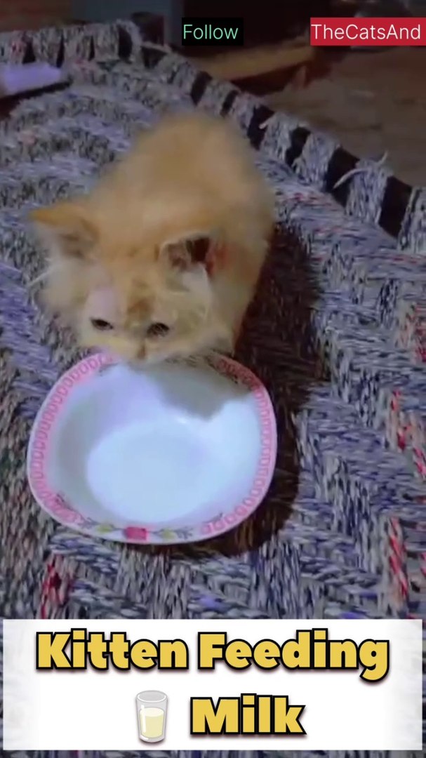 ⁣Kitten Feeding Milk | Nursing Kitten | #foryou #kitten #milk