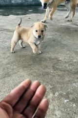 Cute animals 😼😂🐱funny pets  #short feed #funny animal #dog