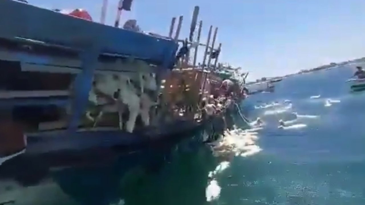 Des milliers de moutons à la mer après un naufrage