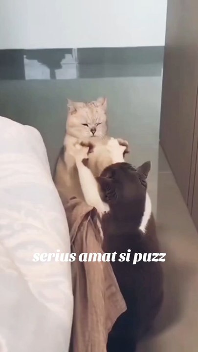 plok plok ame