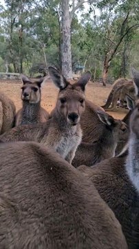 Kangaroos chewing 😅😅| only in Australia 🇦🇺