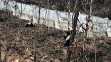 The daily life of pandas  🐼(40)     #Panda #Lovely