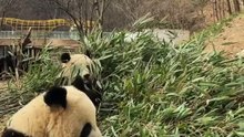 The daily life of pandas 🐼(43)    #Panda #Lovely