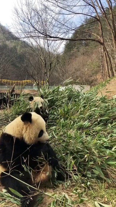 The daily life of pandas 🐼(43)    #Panda #Lovely