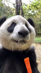 The daily life of pandas 🐼(44)    #Panda #Lovely